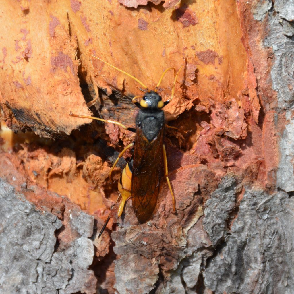 Tremex fuscicornis? no, Urocerus gigas